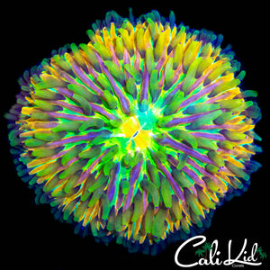 ONE OF A KIND RAINBOW FUNGIA