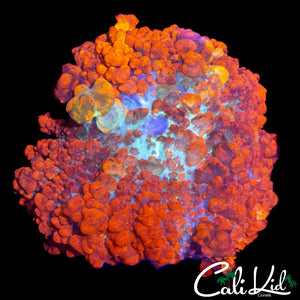 JF RAUNCHY RED BOUNCE MUSHROOM