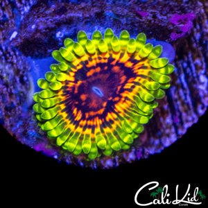 HALLUCINATION ZOA W/BABY