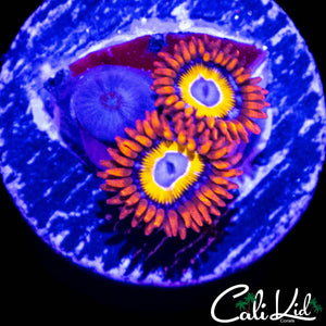 BBEB ZOA TRIPLE