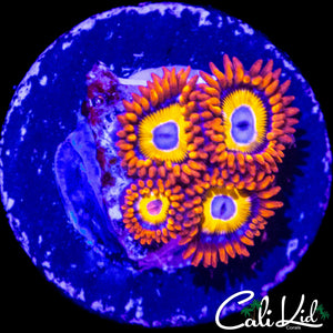 BBEB ZOA QUAD