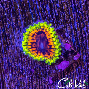 HALLUCINATION ZOA