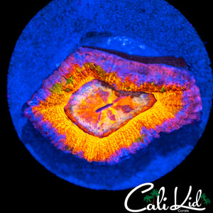 CK GUMMI BEAR ACAN