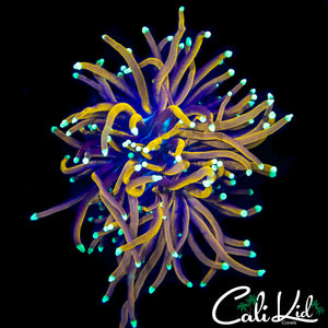 AQUACULTURED GOLD TIP TORCH