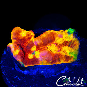 MULTI EYE RAINBOW CHALICE