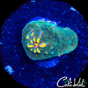 GOLDEN EYE CHALICE FRAG