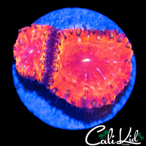 GOLDEN BUBBLE BLASTO DOUBLE