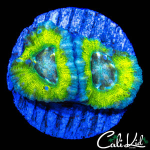 RARE ASIAN ACAN DOUBLE