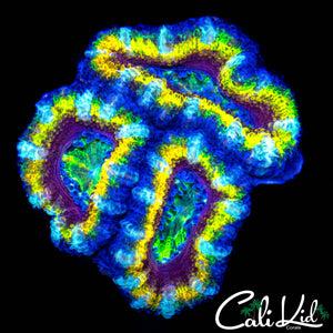 INSANE RAINBOW ACAN TRIPLE