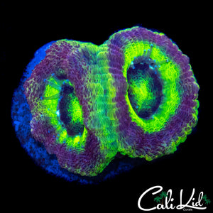 RARE ASIAN ACAN DOUBLE
