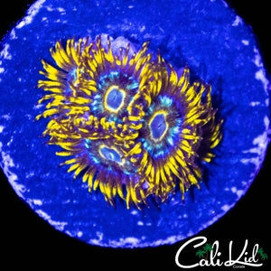 CK UNRELEASED ZOA MINI COLONY (RARE!)