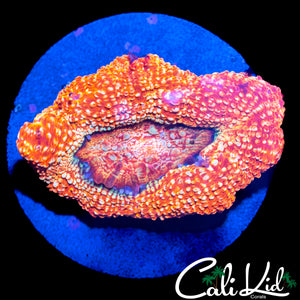 CK GUAVA MELTDOWN BOWERBANKI