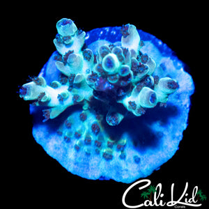 PASTEL MYSTERY ACRO