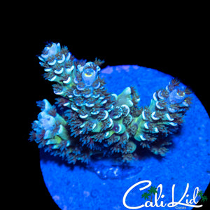 FLUFFY RAINBOW TENIUS