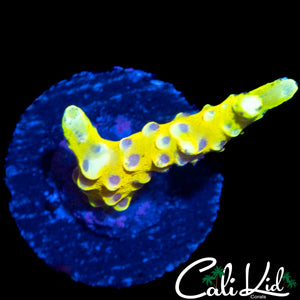 RRC GOLDEN ROD GRAFTED ANACROPORA