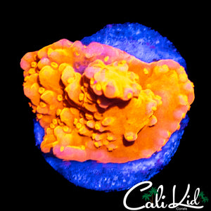 CK FLAMIN SETOSA