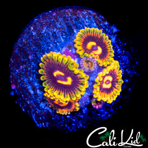 MIND TRICK ZOA MINI COLONY