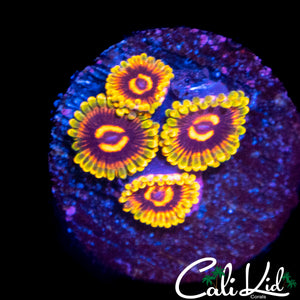 MIND TRICK ZOA MINI COLONY
