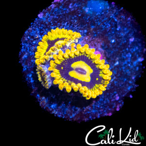 RAINBOW YODA ZOA TRIPLE