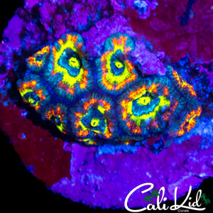 HOLY GRAIL MICROMUSSA MINI COLONY