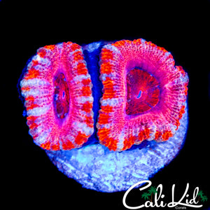ULTRA PINK RIM ACAN DOUBLE