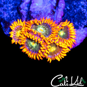 CK UNRELEASED ZOA MINI COLONY