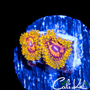 GMK ZOA DOUBLE