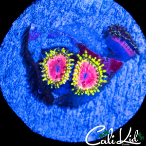 STRAWBERRY WINE ZOA TRIPLE