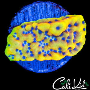 CK PEYOTE DREAMS MONTI