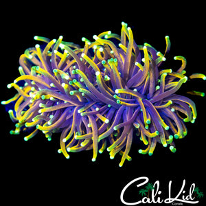AQUACULTURED HELLFIRE TORCH (XL HEAD)