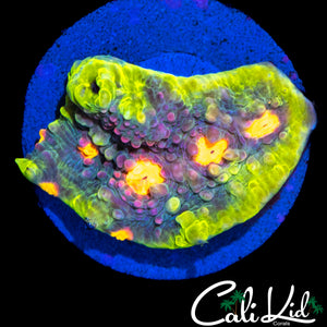 CK BUBBLE GUM CHALICE