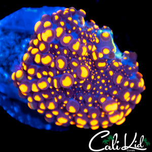 BEAN BAG MUSHROOM