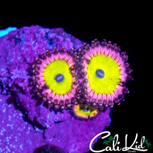 PINK HIPPO ZOA TRIPLE