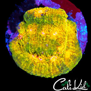 CB 3G MUMMY EYE CHALICE