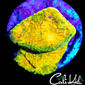 CB 3G MUMMY EYE CHALICE