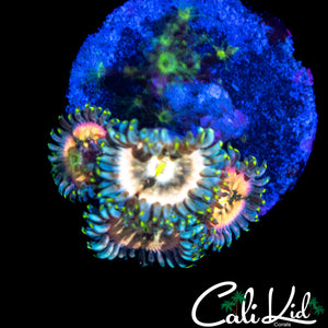 SOUR PUNCH ZOA QUAD