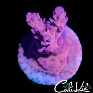 PURPLE SHAZ ACRO