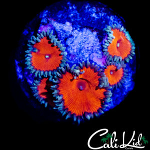 SCARLETT PALY MINI COLONY