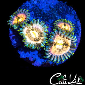 SOUR PUNCH ZOA QUAD
