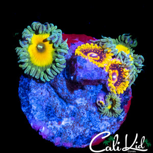 SUPER ASSORTED ZOAS (W/GMKs)