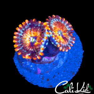 CB WHITE ZOMBIE ZOA DOUBLE
