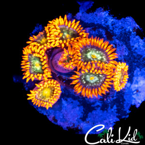CK UNRLEASED ZOA COLONY