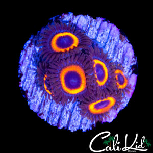 ZONED OUT ZOA MINI COLONY