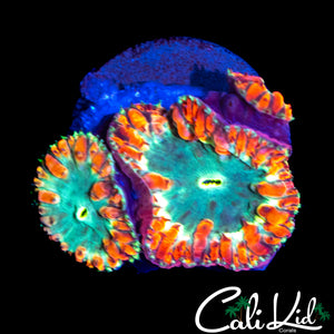 TRI COLOR BLASTO TRIPLE