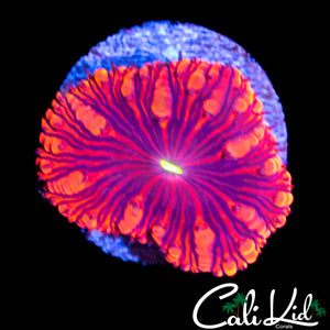 GOLDEN BUBBLE BLASTO