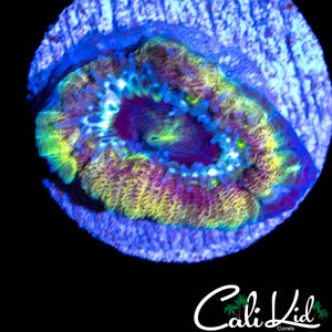 ULTRA RAINBOW ASIAN ACAN