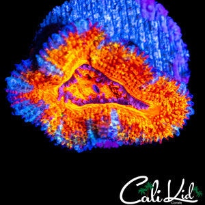 RAINBOW ACAN LORD