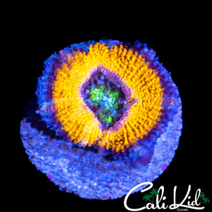 CK MELLO YELLO ACAN