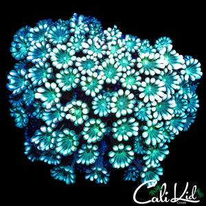 BI COLOR ALVEOPORA