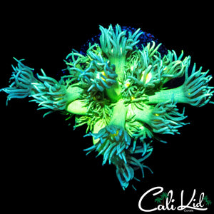 ECTO MORPH SHAGGY GONI
